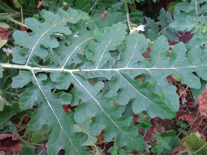 Unilook- maavits, Solanum sisymbriifolium